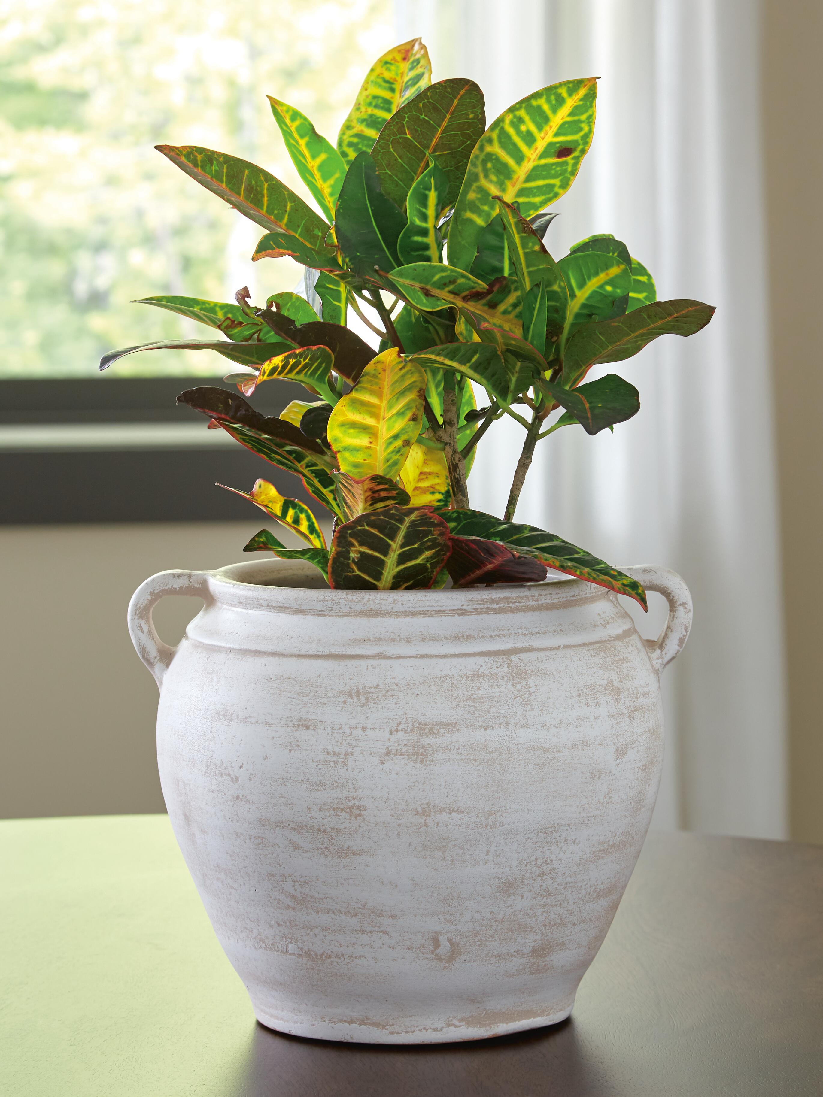 Meadie Vase - Luxury Home Furniture (MI)